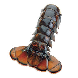 Wild Lobster Tail  per lb